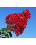 Lagerstroemia Petite Red